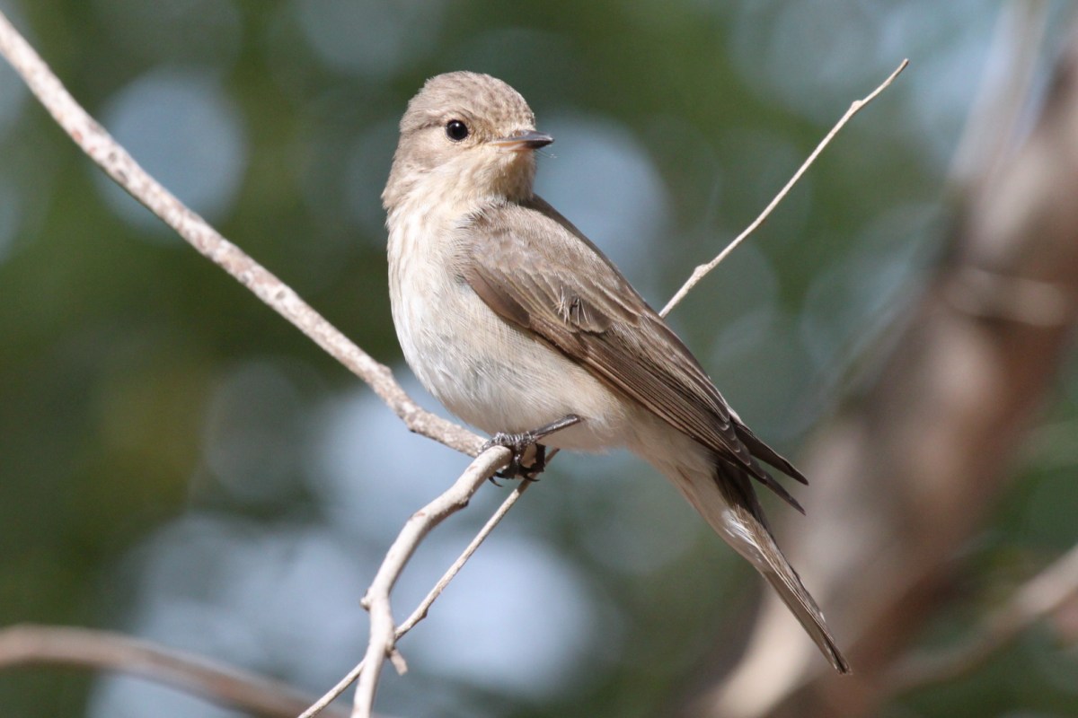 Spotted Flycatcher